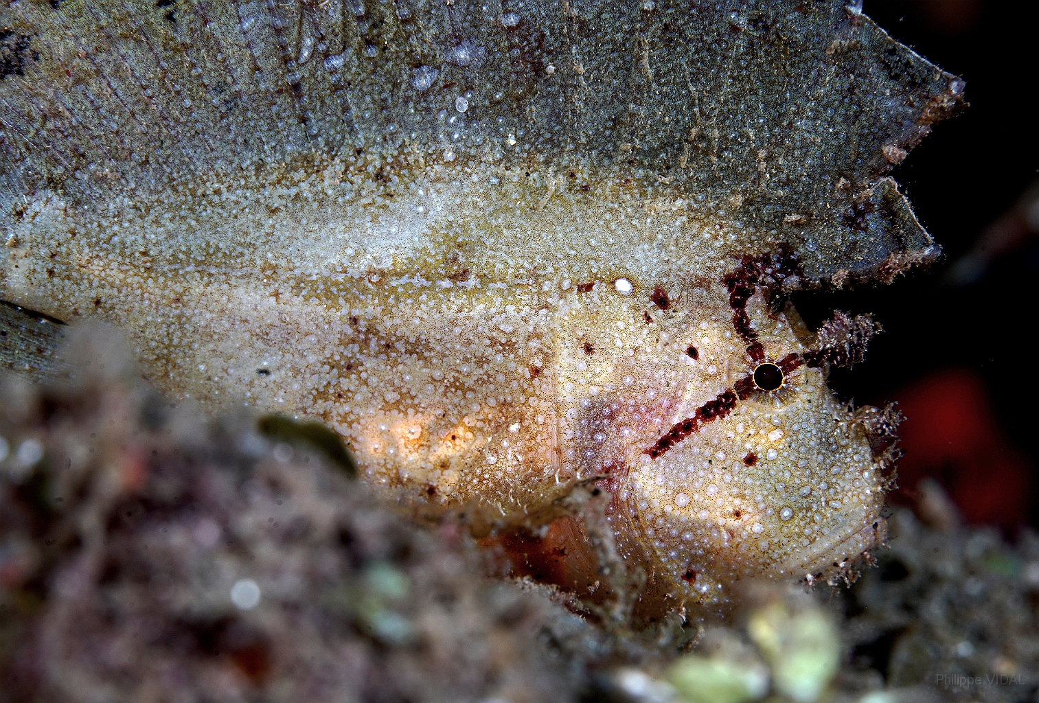 Banda Sea 2018 - DSC05647_rc - Leaf Scorpionfish - Poisson feuille - Taenianotus triacanthus.jpg